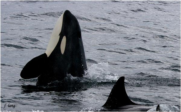 Photo of Orcinus orca by <a href="http://www.pbase.com/phototrex">Fred Lang</a>